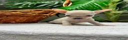 Chihuahua perros en venta: CHIHUAHUA-OJOS AZULES - Anuncio 1