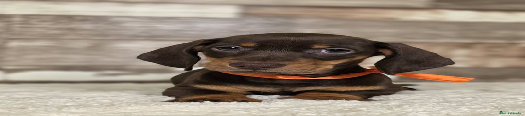 Teckel Miniatura Cachorro 7