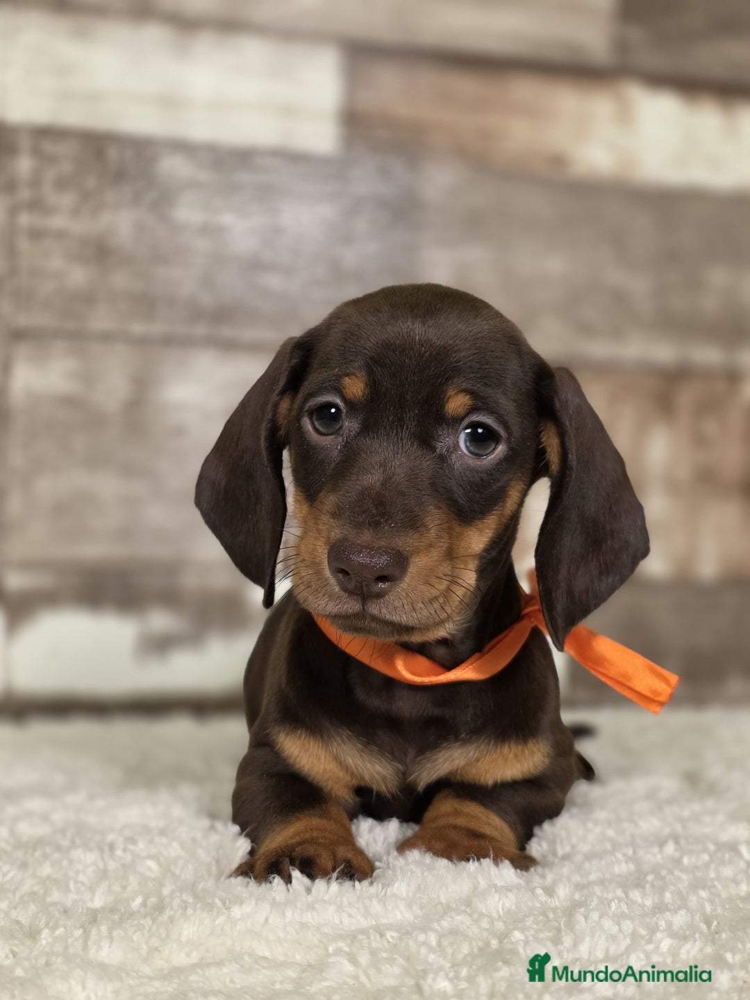 Teckel Miniatura perros en venta: TECKEL MINIATURA Y KANINCHEN - Imagen 7