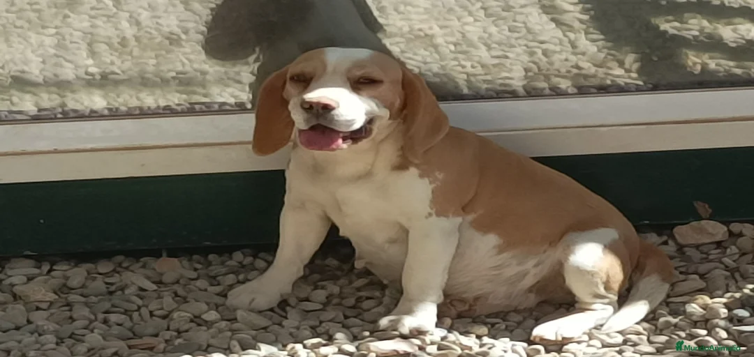 Imagen de galería {{count}}