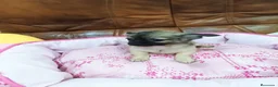 Chihuahua perros en venta: Chihuahua TOY - Anuncio 8