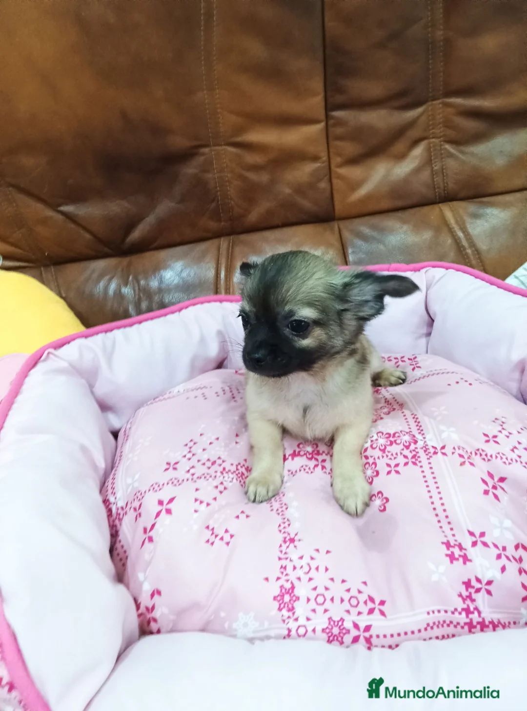 Chihuahua perros en venta: Chihuahua TOY - Anuncio 8