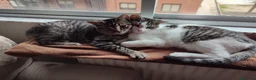 Europeo de Pelo Corto gatos en adopcion: Busco nuevo hogar para mis gatos  - Anuncio 1