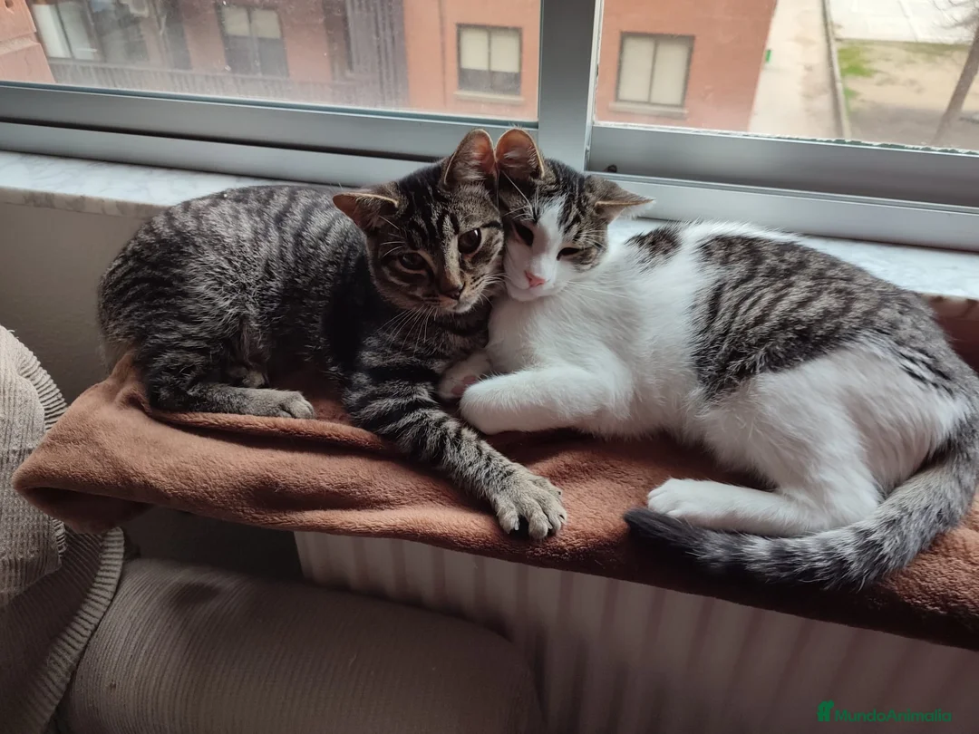 Europeo de Pelo Corto gatos en adopcion: Busco nuevo hogar para mis gatos  - Anuncio 1