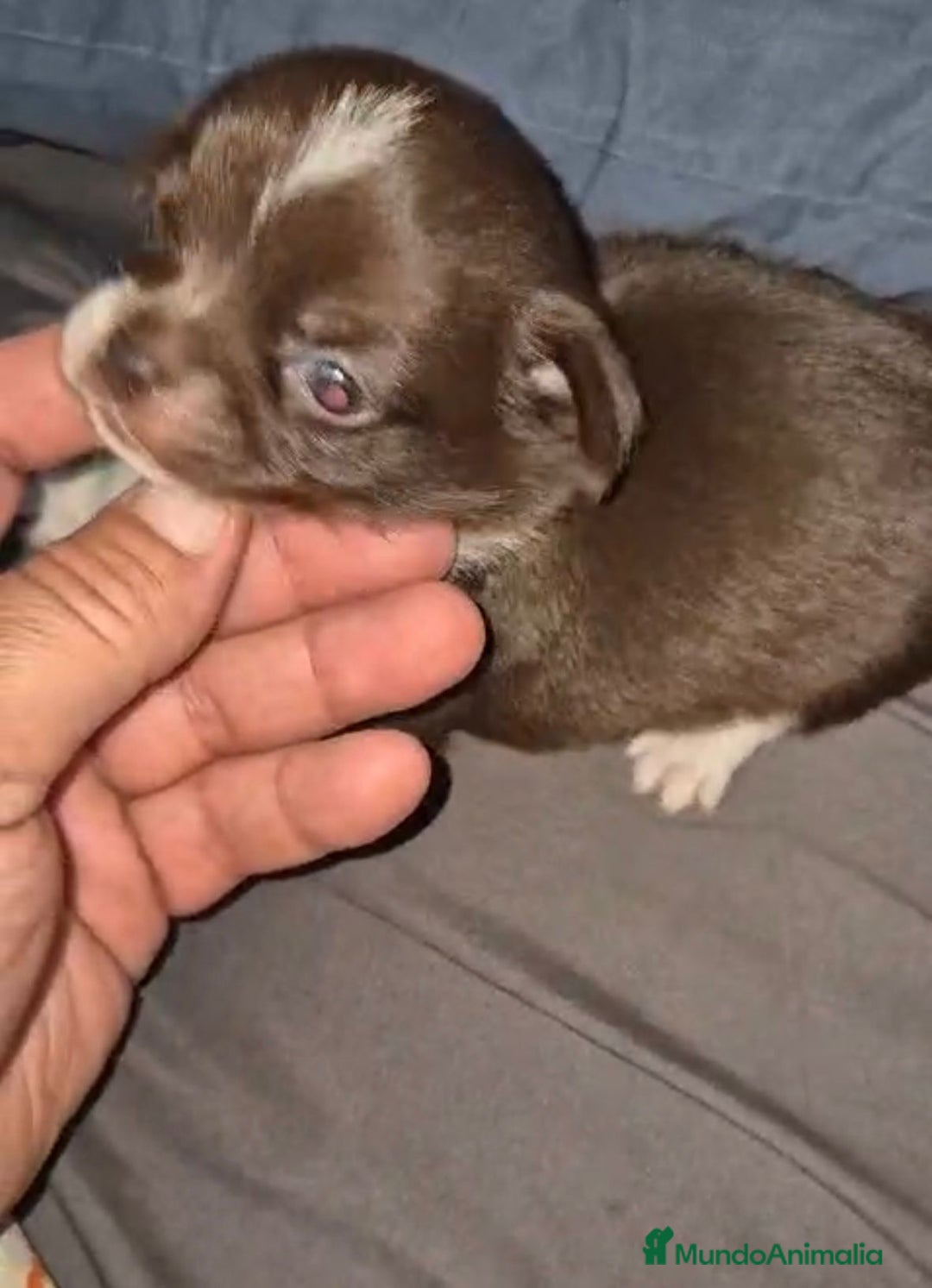 Chihuahua perros en venta: Chihuahuas cabeza manzana - Imagen 13