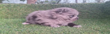 Pomerania Cachorro 2
