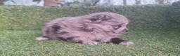 Pomerania perros en venta: Pomeranias - Anuncio 6