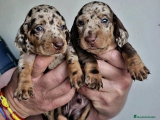 Teckel Miniatura perros - Anuncio 5