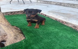 Pinscher Miniatura perros en venta: Mini pincher  - Imagen 8