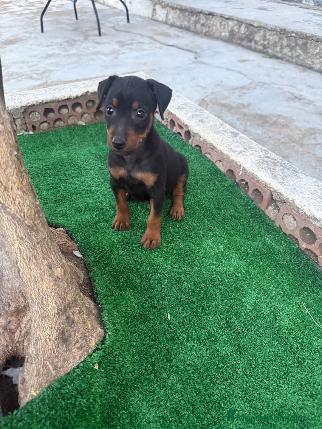 Pinscher Miniatura perros en venta: Mini pincher  - Imagen 8