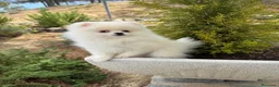 Pomerania perros en venta: Pomerania toy hembra fotos reales y actuales!! - Anuncio 3