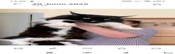 Maine Coon gatos en venta: Maine Coon - Anuncio 7