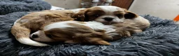 Cavalier King Charles Spaniel perros en venta: Cavalier King  - Anuncio 3