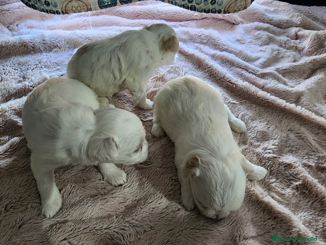 Bichón Maltés perros en venta: Camada de Bichon maltés disponible.  - Imagen 7