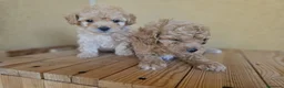 Caniche Toy perros en venta: Reserva tu caniche Prao Toro 🧡 en Madrid - Anuncio 7