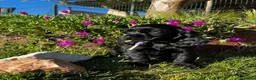 Cocker Spaniel Inglés perros en venta: Cocker negro - Anuncio 3