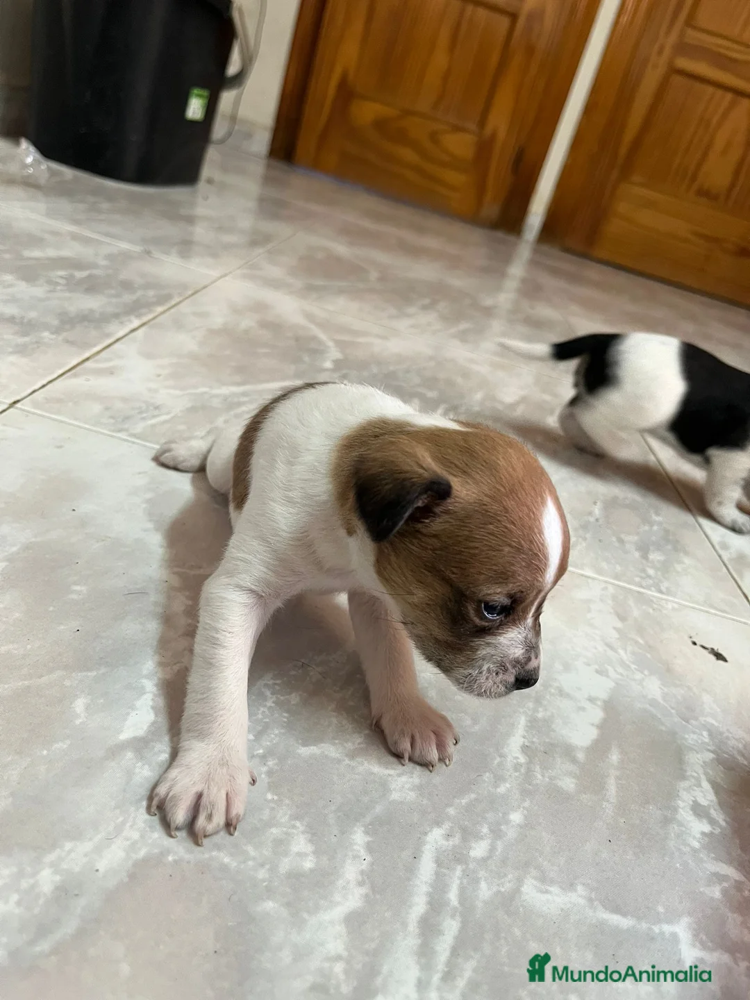 Raza Mixta perros en venta: PRECIOSA CAMADA LISTA (leer bien anuncio ) - Anuncio 5