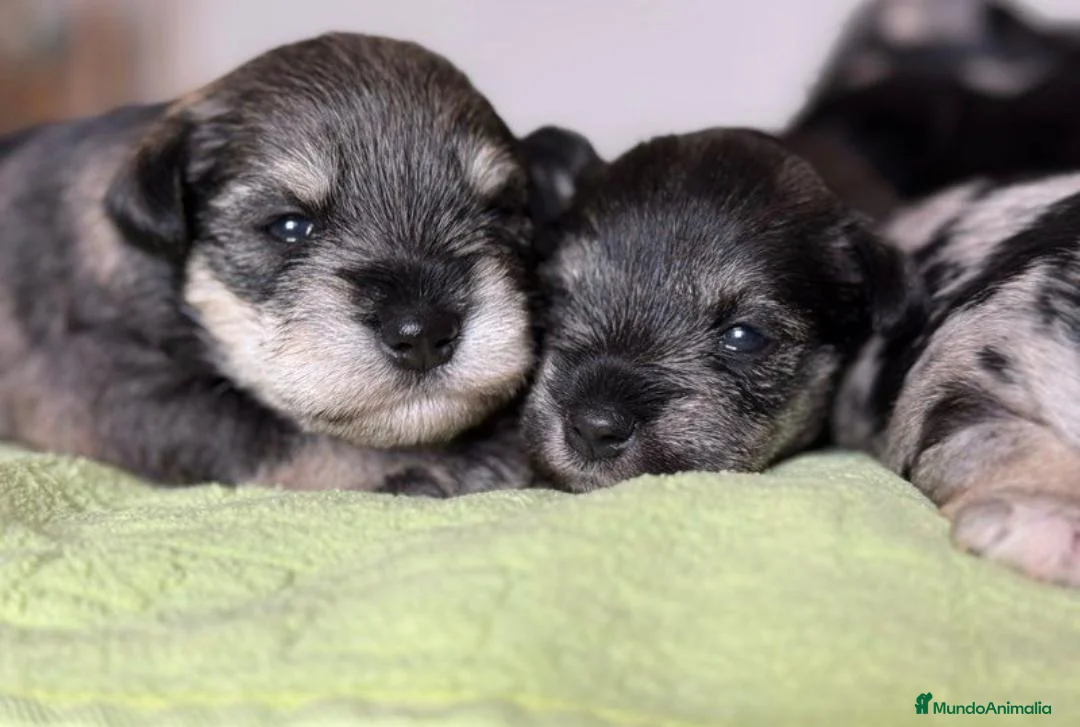 Schnauzer Miniatura perros en venta: CRIADERO DE SCHNAUZER MINI CATALUÑA  - Anuncio 2