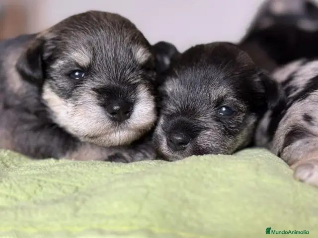 Schnauzer Miniatura perros en venta: CRIADERO DE SCHNAUZER MINI CATALUÑA - Anuncio 2