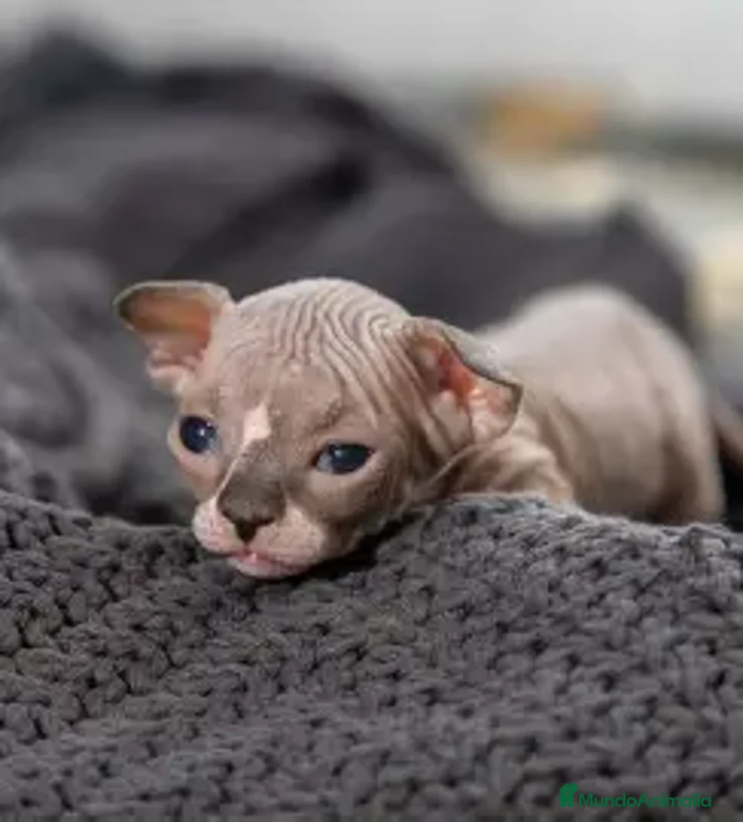Sphynx gatos en venta: SPHYNX -  MACHOS Y HEMBRAS - Anuncio 1