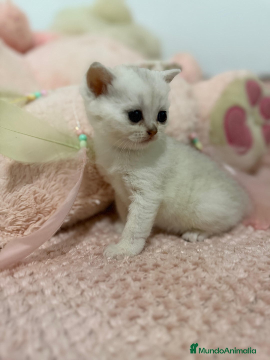 Scottish Straight gatos en venta: Scottish straight - Imagen 9