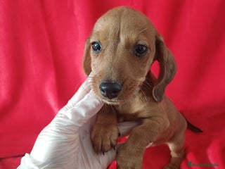 Teckel perros Teckel Standar - Anuncio 1