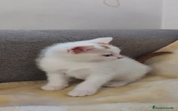 Otras razas gatos en venta: Cruce de gato persa - Imagen 5