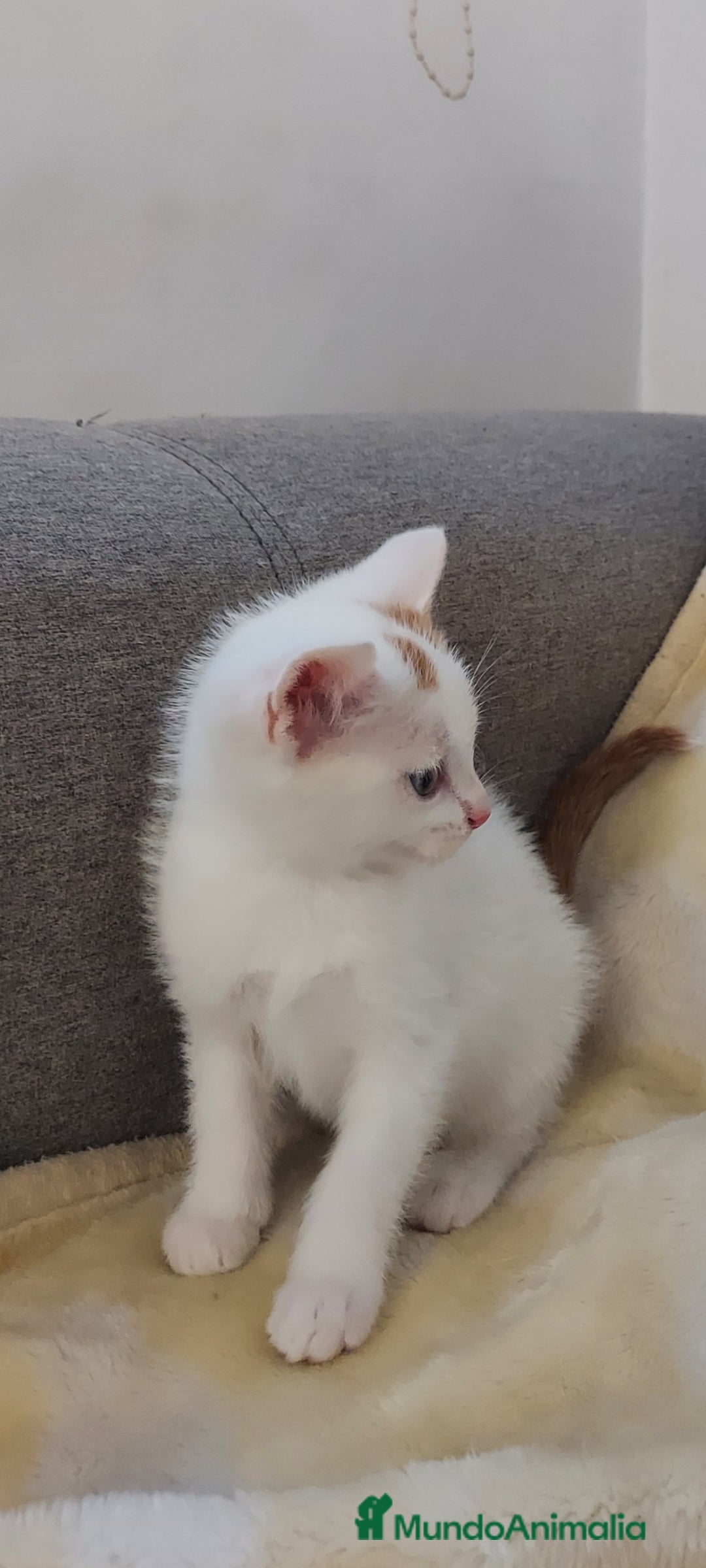 Otras razas gatos en venta: Cruce de gato persa - Imagen 5