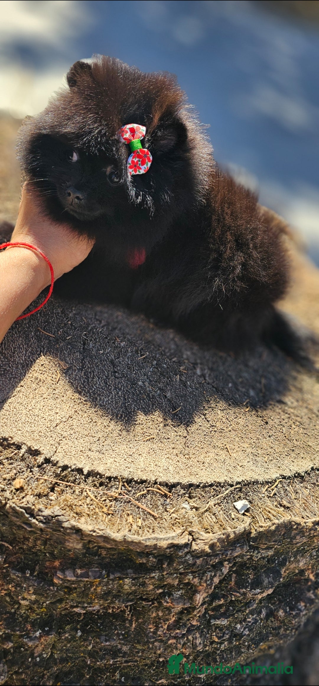 Pomerania perros en venta: Pomerania hembra - Imagen 6