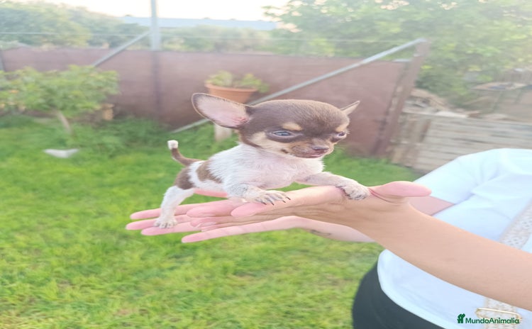 Chihuahua perros - Anuncio 5