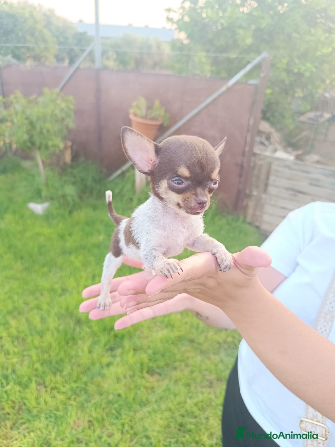 Chihuahua perros en venta: Chocolate toys chihuahua  - Imagen 1