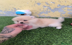 Pomerania perros en venta: PRECIOSA POMERANIA MINI - Imagen 3