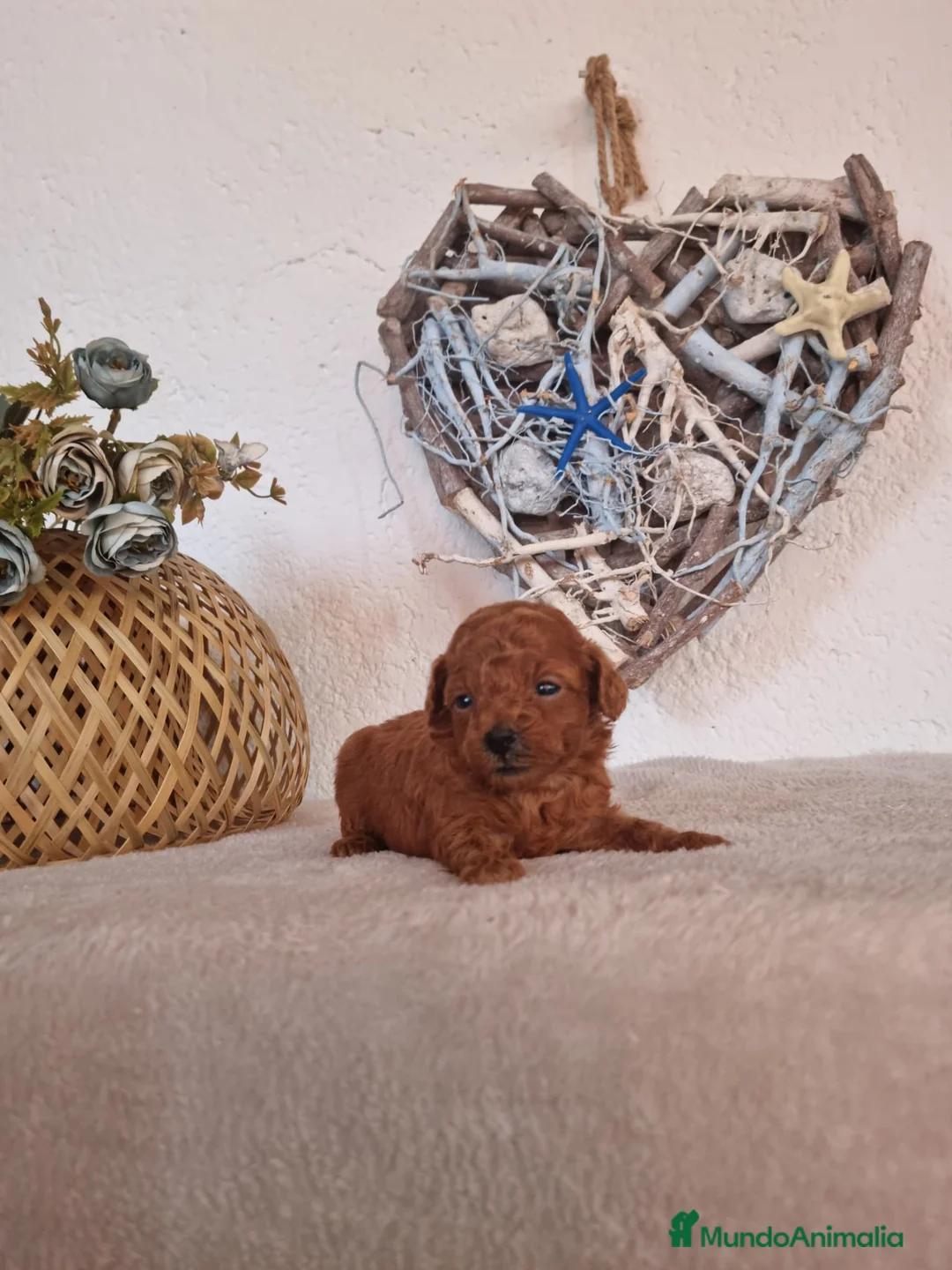 Caniche Toy perros en venta: EJEMPLARES DE CANICHE TOY  en Barcelona - Anuncio 1