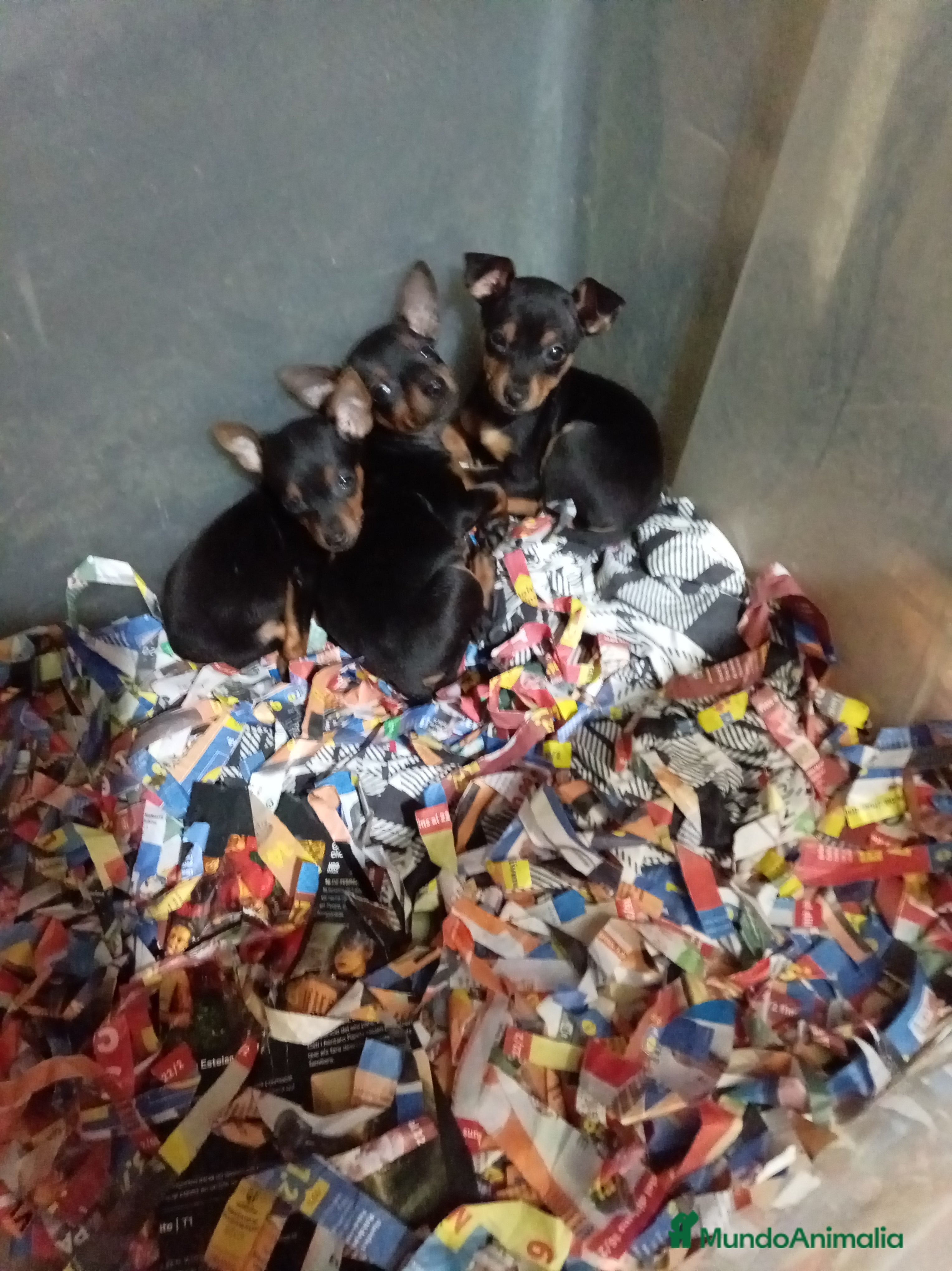 Ratón de Praga perros Ratón de praga - Anuncio 34