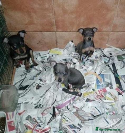 Pinscher Miniatura perros Pincher miniatura en Badajoz - Anuncio 11