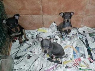 Pinscher Miniatura perros Pincher miniatura en Badajoz - Anuncio 42
