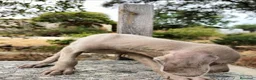 Braco Italiano perros en venta: Braco de  weimar   - Anuncio 2