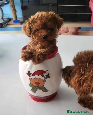Caniche Toy perros en venta: 🎀🐩🌸CANICHE ASIÁTICO: UN PELUCHITO DE AMOR🌸🐩🎀 - Anuncio 3