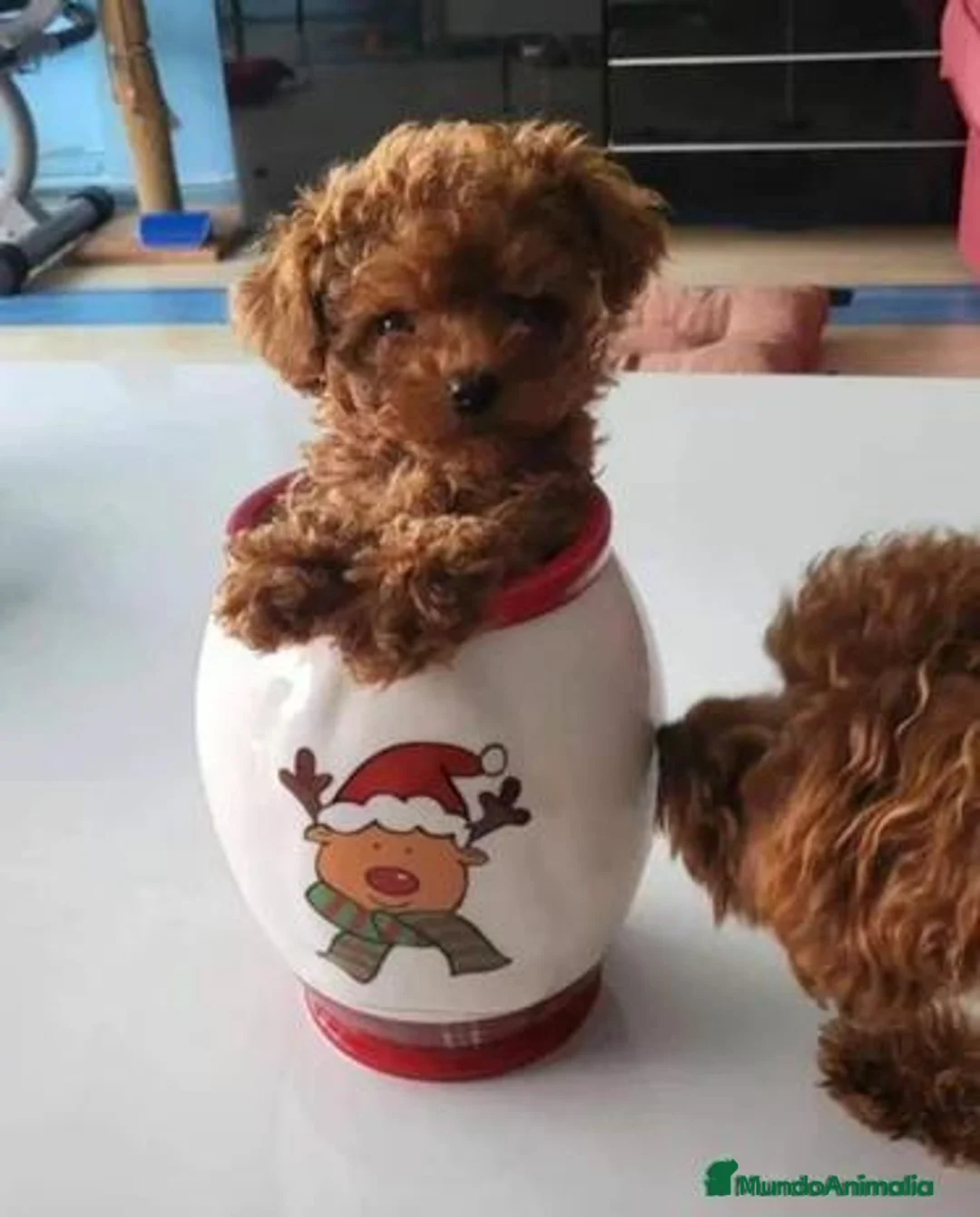 Caniche Toy perros en venta: 🎀🐩🌸CANICHE ASIÁTICO: UN PELUCHITO DE AMOR🌸🐩🎀 - Anuncio 1