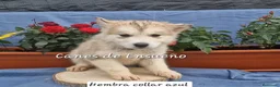 Alaskan Malamute perros en venta: Hembras de Alaskan Malamute  - Anuncio 3