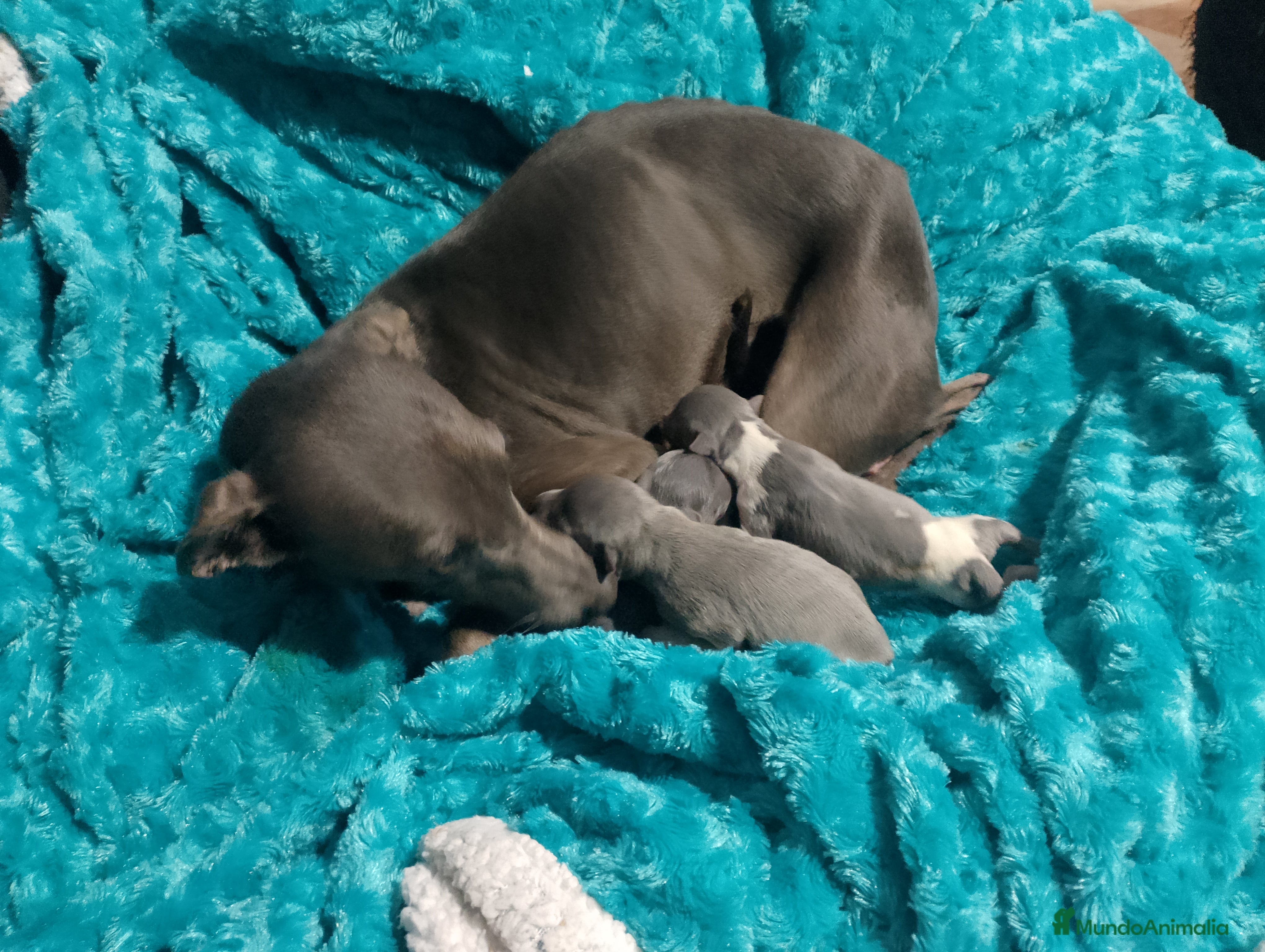 Raza Mixta perros  camada picolo y whipper  - Anuncio 3