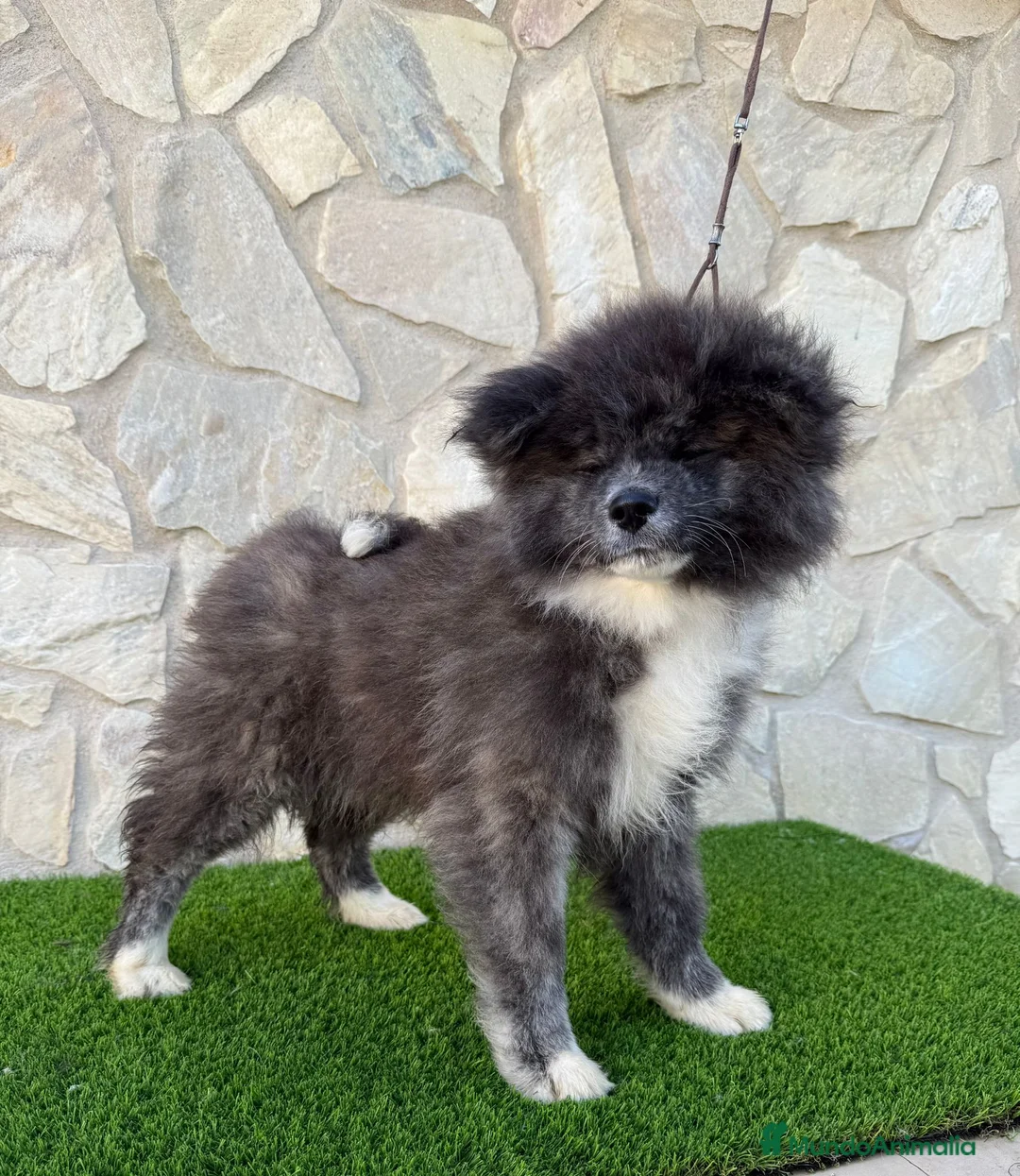 Akita Inu perros en venta: AKITA INU  - Anuncio 2