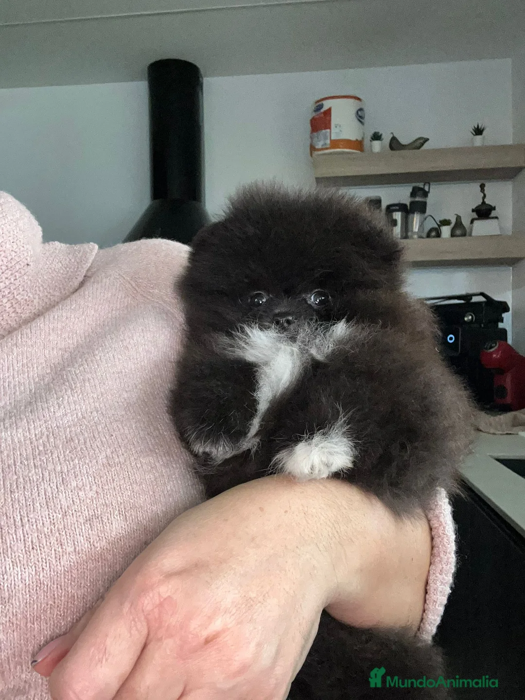 Pomerania perros en venta: Lulú de pomerania  - Anuncio 3