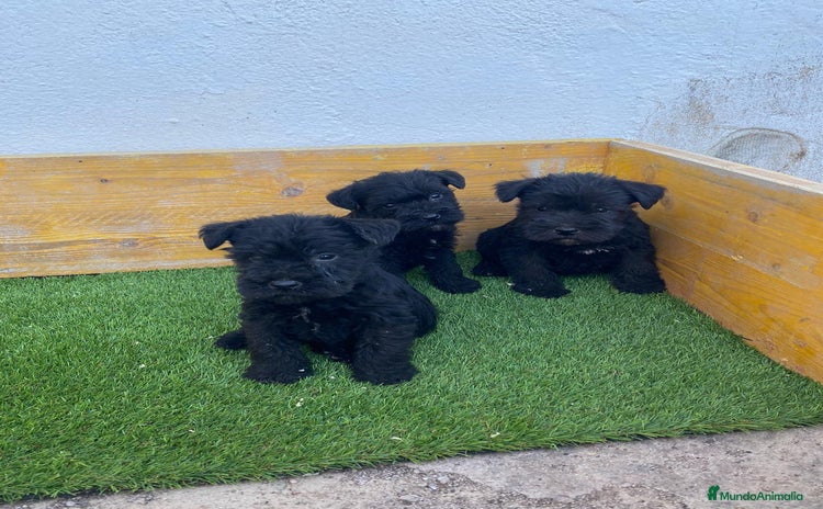 Schnauzer Miniatura perros - Anuncio 2