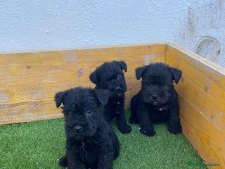 Schnauzer Miniatura perros - Anuncio 2