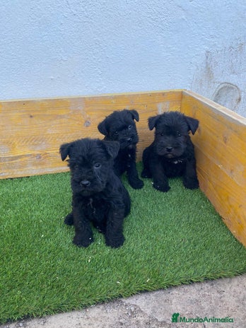 Schnauzer Miniatura perros - Anuncio 1