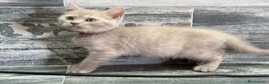 British shorthair lilac