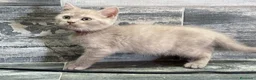 Británico de Pelo Corto gatos en venta: British shorthair - Anuncio 3