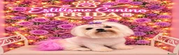Bichón Maltés perros en venta: Bichón maltes coreano - Anuncio 2