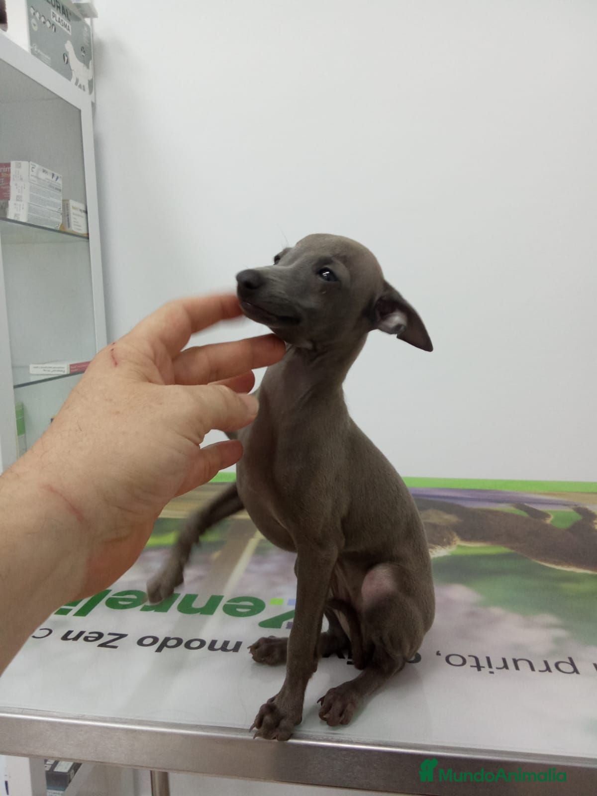 Pequeño Lebrel Italiano perros PICCOLO ITALIANO - Anuncio 1